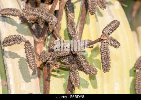 Détail de strobile, microsporangiate, strobiles, Welwitschia mirabilis Welwitschia, Namib Naukluft Park, Namibie Banque D'Images