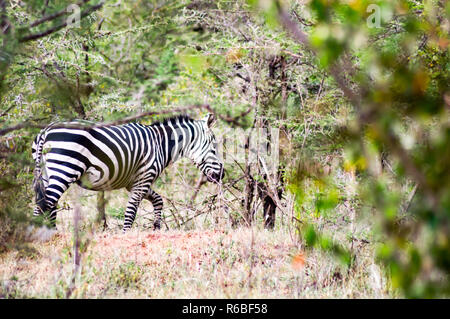 Troupeau de zèbres broutant dans la savane du Parc du Masai Mara au Kenya Banque D'Images