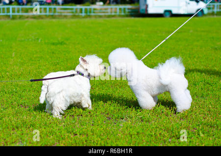 Deux chiens sur une herbe verte à l'extérieur Banque D'Images