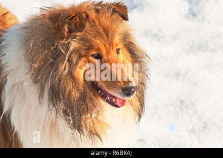 Colley chien dans la neige Banque D'Images