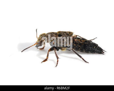 Le grand Staphylin Ontholestes tessellatus sur fond blanc Banque D'Images