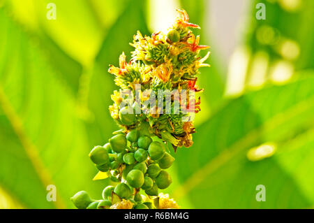 Castor-Oil Pant Banque D'Images