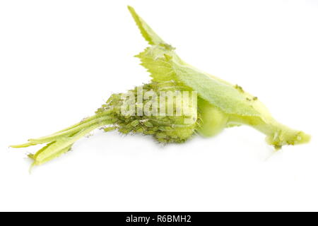 Pucerons verts sur un bouton de rose Banque D'Images