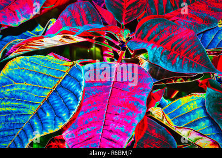 Résumé fond fait avec des couleurs saturées de poinsettia. Banque D'Images