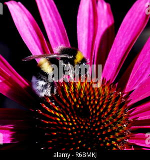 Bumblebee sur le dessus de l'échinacée échinacée rose Banque D'Images