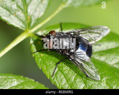 Manuel Brault Calliphora bleu sur une feuille Banque D'Images