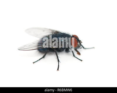 Gros plan sur la mouche bleue Calliphora vomitoria isolé sur fond blanc Banque D'Images