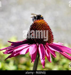 Bumblebee sur le dessus de l'échinacée échinacée rose Banque D'Images