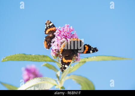 L'amiral rouge ou papillon papillons Vanessa atalanta sur buddleia ou arbre aux papillons against blue sky with copy space - Écosse, Royaume-Uni Banque D'Images