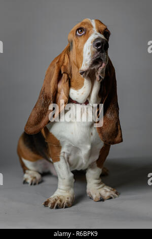 Un basset-hound pose dans un studio avec fond gris. Banque D'Images