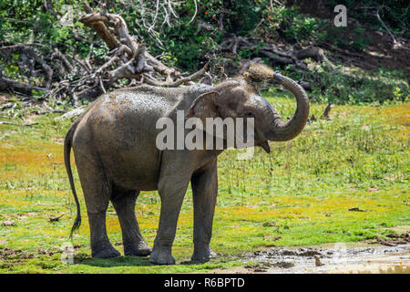 La pulvérisation de l'éléphant la saleté et l'eau sur lui-même de son tronc.. L'adulte mâle d'éléphants du Sri Lanka (Elephas maximus maximus). Banque D'Images