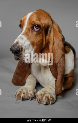 Un basset-hound pose dans un studio avec fond gris. Banque D'Images