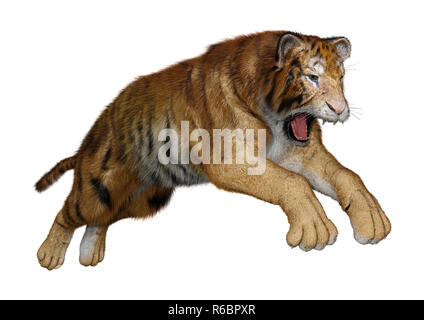 Le Rendu 3D Big Cat Tiger on White Banque D'Images