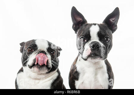 Deux terriers de Boston sont assis côte à côte dans un studio portrait avec un fond blanc. Banque D'Images