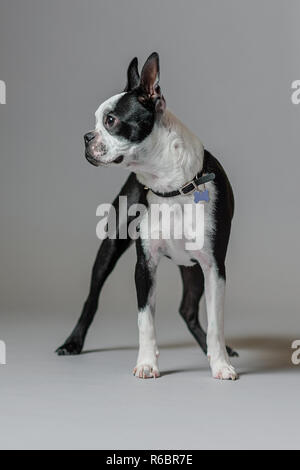 Un Boston terrier pose en studio sur un fond gris. Banque D'Images