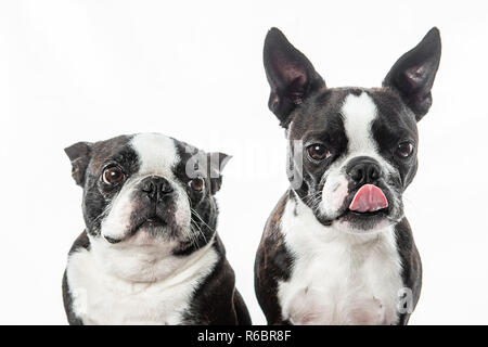 Deux terriers de Boston sont assis côte à côte dans un studio portrait avec un fond blanc. Banque D'Images