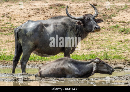 Les buffles d'eau. Mâle et femelle, de buffles d'eau baignant dans l'étang au Sri Lanka. Le Sri Lanka wild water buffalo (Bubalus arnee migona). Sri Lank Banque D'Images