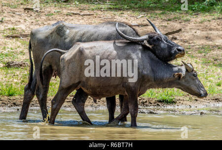 Les buffles d'eau. Mâle et femelle, de buffles d'eau baignant dans l'étang au Sri Lanka. Le Sri Lanka wild water buffalo (Bubalus arnee migona). Sri Lank Banque D'Images