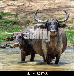 Les buffles d'eau. Mâle et femelle, de buffles d'eau baignant dans l'étang au Sri Lanka. Le Sri Lanka wild water buffalo (Bubalus arnee migona). Sri Lank Banque D'Images