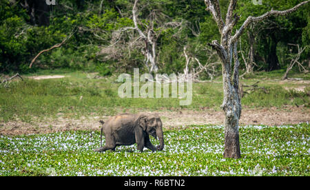 L'adulte mâle d'éléphants du Sri Lanka (Elephas maximus maximus) se nourrissant des marais. L'habitat naturel. Le Sri Lanka. Banque D'Images