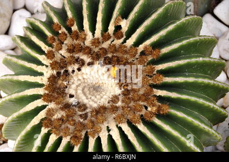 Gros plan sur un golden barrel cactus Banque D'Images