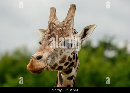 Head shot of a Rothschild Girafe (Giraffa cameloparalis rothschildi) Banque D'Images