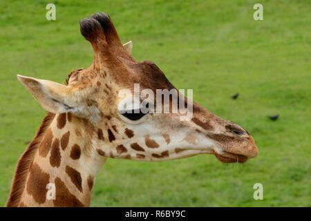 Head shot of a Rothschild Girafe (Giraffa cameloparalis rothschildi) Banque D'Images