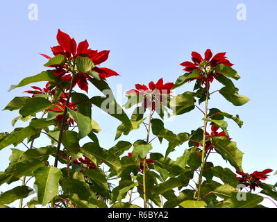 Gros plan sur le poinsettia floraison outdoor Banque D'Images