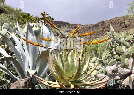 Paysage avec cactus et plantes succulentes dans Gran Canaria Banque D'Images