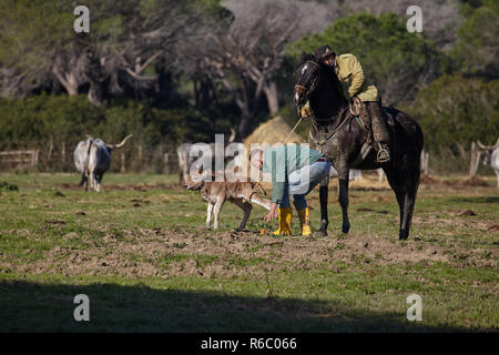 L'élevage de bétail dans la Maremme, l'élevage de vaches Maremmana. Agriculteur italien est le bétail en pâturage dans les prés . Banque D'Images