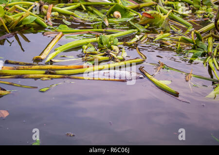 Les poissons morts et les plantes dans de l'eau flottant Banque D'Images