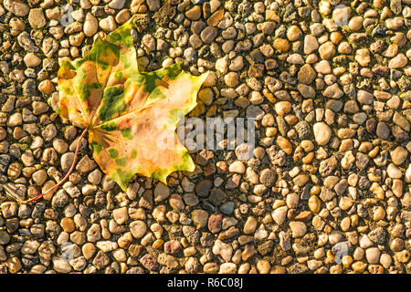Dans la feuille d'automne peint soleil du soir Banque D'Images