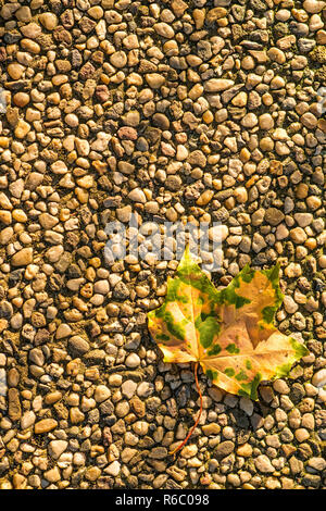 Dans la feuille d'automne peint soleil du soir Banque D'Images