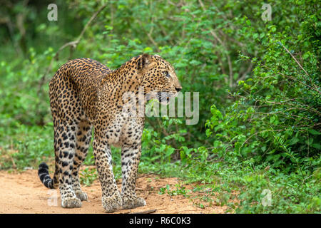 Leopard sur un chemin de sable. L'armée sri-lankaise leopard (Panthera pardus kotiya). Parc national de Yala. Sri Lanka Banque D'Images