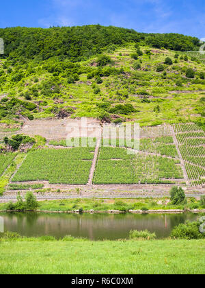 Vignes sur piste verte le long de la moselle Banque D'Images