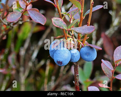 Bog Bog, bleuets Myrtilles Vaccinium uliginosum, la végétation en haute fagnes, de Hautes Fagnes, Hohen Venn, zone frontalière entre la Belgique et l'Allemagne Banque D'Images