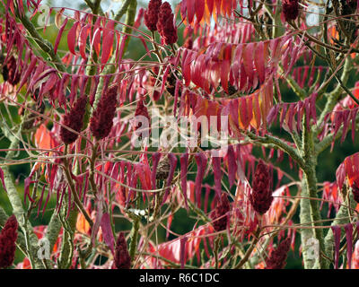 En automne, vinaigrier Rhus typhina Banque D'Images