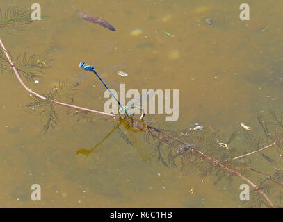 Horseshoe Azure Libellules l'accouplement dans l'eau, Coenagrion puella Banque D'Images