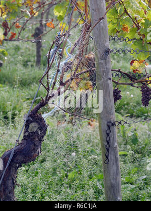 Vignoble d'automne, la vigne avec deux grandes araignées de Spider et autres bleus, Région Viticole de Rheinhessen. Banque D'Images