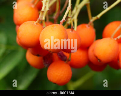 Rowan Tree avec Rowan Berries, Sorbus aucuparia Banque D'Images