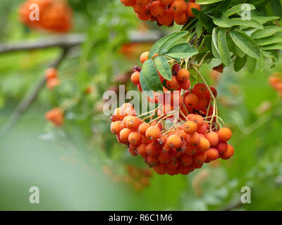 Rowan Tree avec Rowan Berries, Sorbus aucuparia Banque D'Images