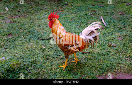 Un coq de promenades à travers la jungle luxuriante et falaises calcaires de la Barbade, de Welchman Hall Banque D'Images