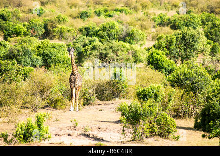 Girafe isolé près de l'acacia dans le parc de mara Kenya Banque D'Images