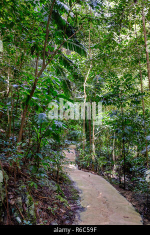 Une promenade à travers la jungle luxuriante et falaises calcaires de la Barbade, de Welchman Hall Banque D'Images