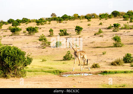 Girafe isolé près de l'acacia dans le parc de mara Kenya Banque D'Images