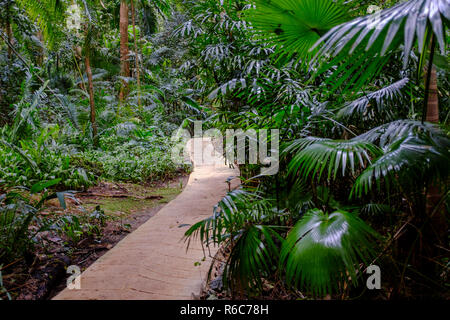 Une promenade à travers la jungle luxuriante et falaises calcaires de la Barbade, de Welchman Hall Banque D'Images