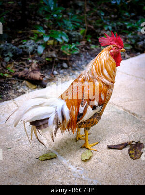 Un coq de promenades à travers la jungle luxuriante et falaises calcaires de la Barbade, de Welchman Hall Banque D'Images