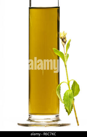 Le Stevia Rebaudiana Le soutien de fines herbes pour le sucre Banque D'Images