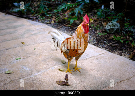 Un coq de promenades à travers la jungle luxuriante et falaises calcaires de la Barbade, de Welchman Hall Banque D'Images