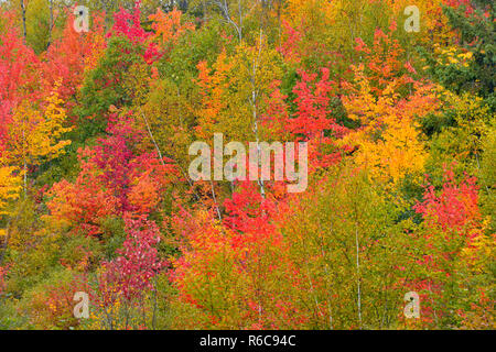 Feuillage de l'automne dans une forêt mixte de feuillus sur une colline, le Grand Sudbury, Ontario, Canada Banque D'Images